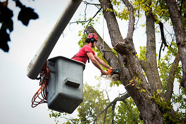 Best Emergency Tree Removal  in Mountain Lodge Park, NY